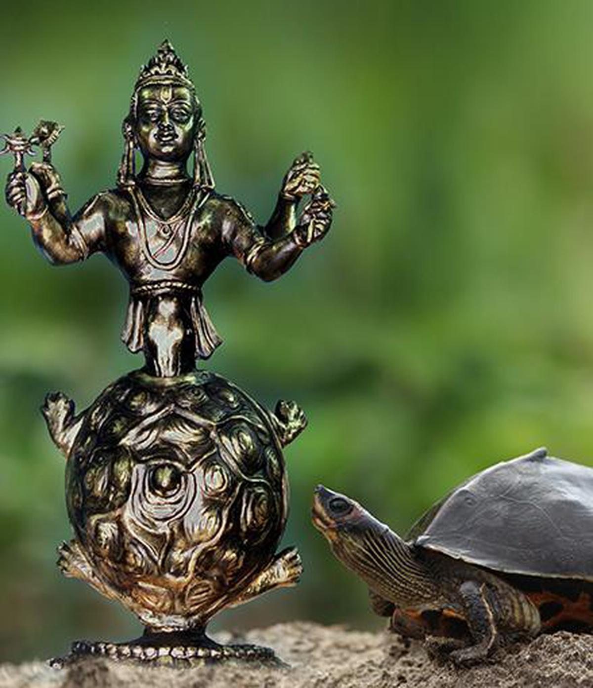 Vishnu To The Rescue Of Temple Turtles The Hindu 